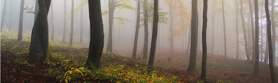 autum