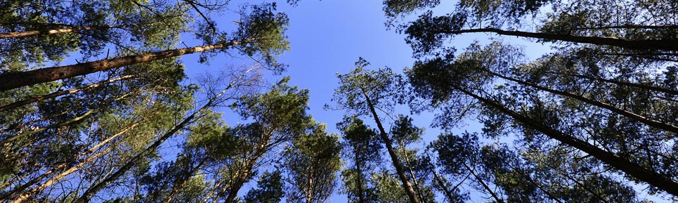forests